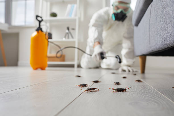 Commercial Rodent Management in Ironton